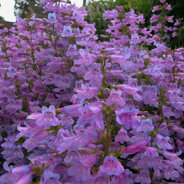 California Native Plants