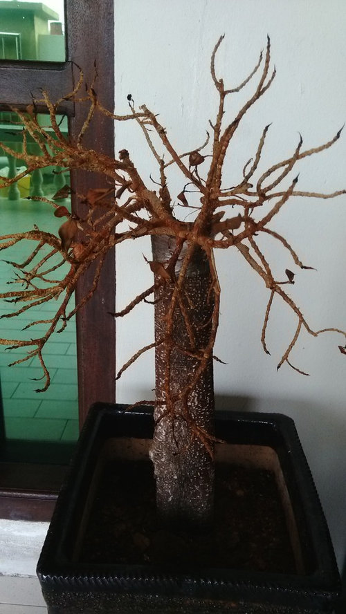 Help! My Ficus tree is dying