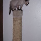 Tom Rallycat's photo