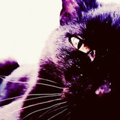 Gatos Rojos's photo