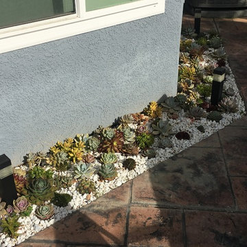 Succulent Splendor in Eastside Costa Mesa - Part I - The Front - Before & After