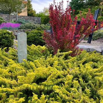 Junipers and barberry