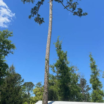 Tree Services
