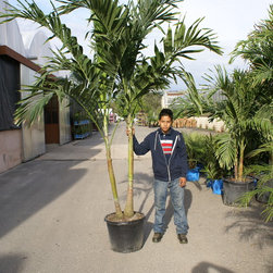 palm tree - Plants