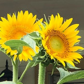 Melissa Polasek's photo