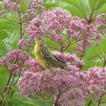 Native plants to draw in critters