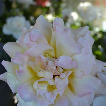 Zen and roses
