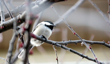 野鳥が遊びに来る庭づくり