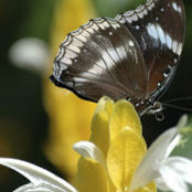 Wilma Espys foto