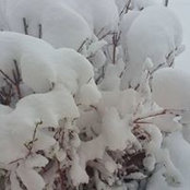 Carol Dykman's photo
