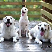 Foto von Caroline Meoli