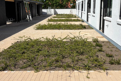 Velegnet beplantning til nybyg
