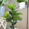 3" Potted Fiddle-Leaf Fig Plant
