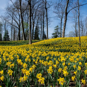 Spring's Fireworks - Bulb Plantings
