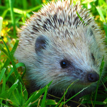 Animales Del Jardín