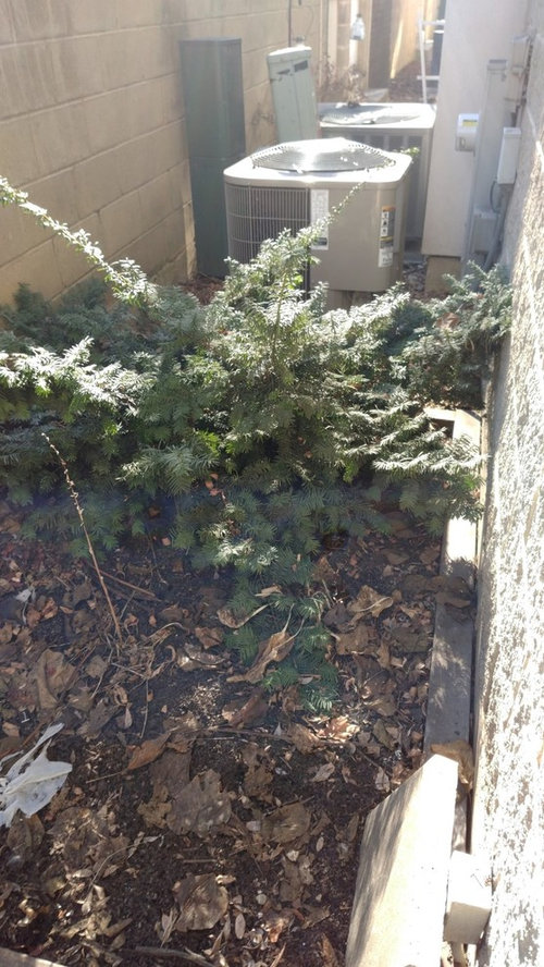Removing evergreen shrubs