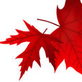 Foliage Landscaping's profile photo
