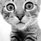 Ruslan Kotik's photo