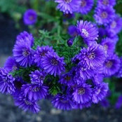 Patti Houle's photo