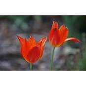 Stephanie Thackeray's photo