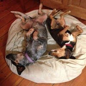 Ruby Harrison's photo