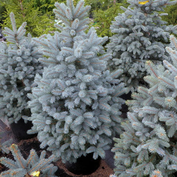 Blue Spruce 'Baby Blue Eyes'