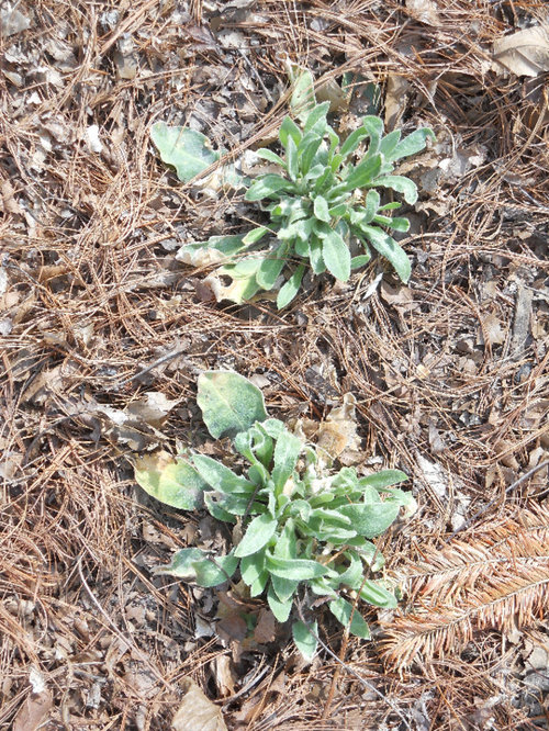 Lamb's Ear? Mullein? Something Else?