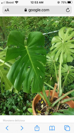 photinia stämmchen little red robin Photinia fraseri 'Little Red Robin' / Kleine Rote Glanzmispel main image 0
