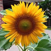 Leena Huang's photo