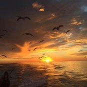 T.c. Carlsons foto