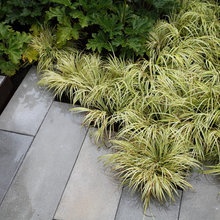 Landscape Ideas