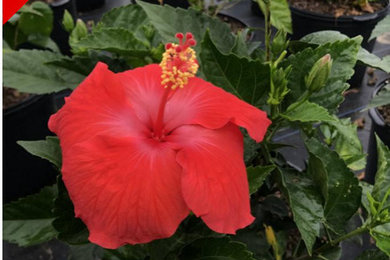 HIBISCUS