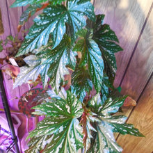 Begonias