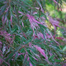 Japanese Maples