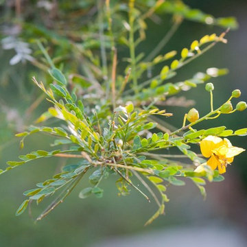 Palo Verde Tree