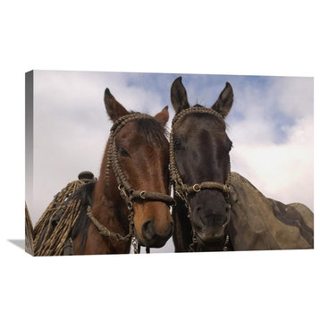 "Horses Pair Belonging To Chagras, Andes Mountains, Ecuador" Artwork, 30" x 20"