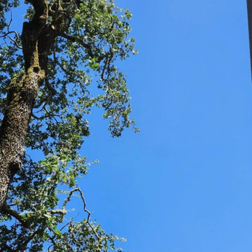 Greenview Tree Care