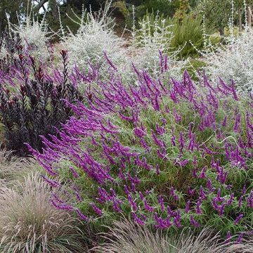 Drought adaptive plantscape