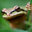 The Frog's Friend Gardener