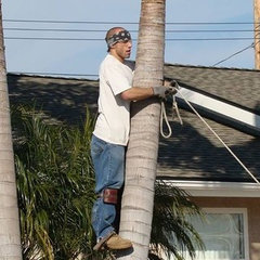 Reliable Palm Tree Services