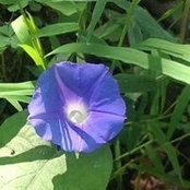 Cindy Shupe-Johnson's photo