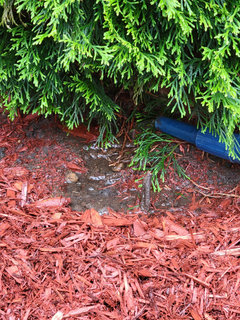 Emerald Green Arborvitae