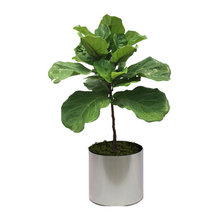 plants