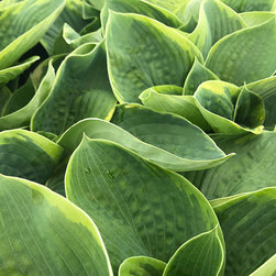 Current Featured Plants - Products