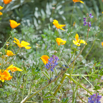Superbloom: Lupine and Poppies