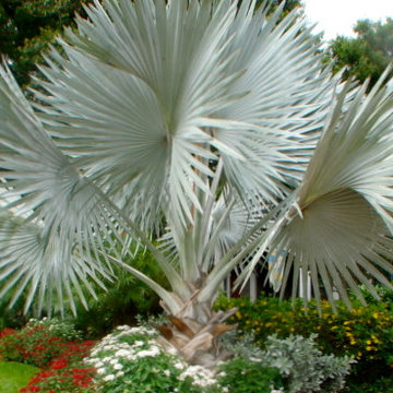 Tropical Accent Plants