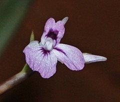 Maranta leuconeura 02f2d4e604b35aaf_0305-w240-h205-b0-p0--