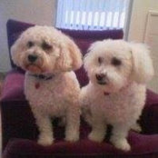 Susan Kamin's photo