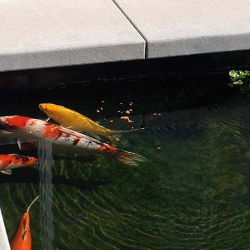Koi Pond