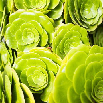 Larissa Drive Drought Tolerant Garden